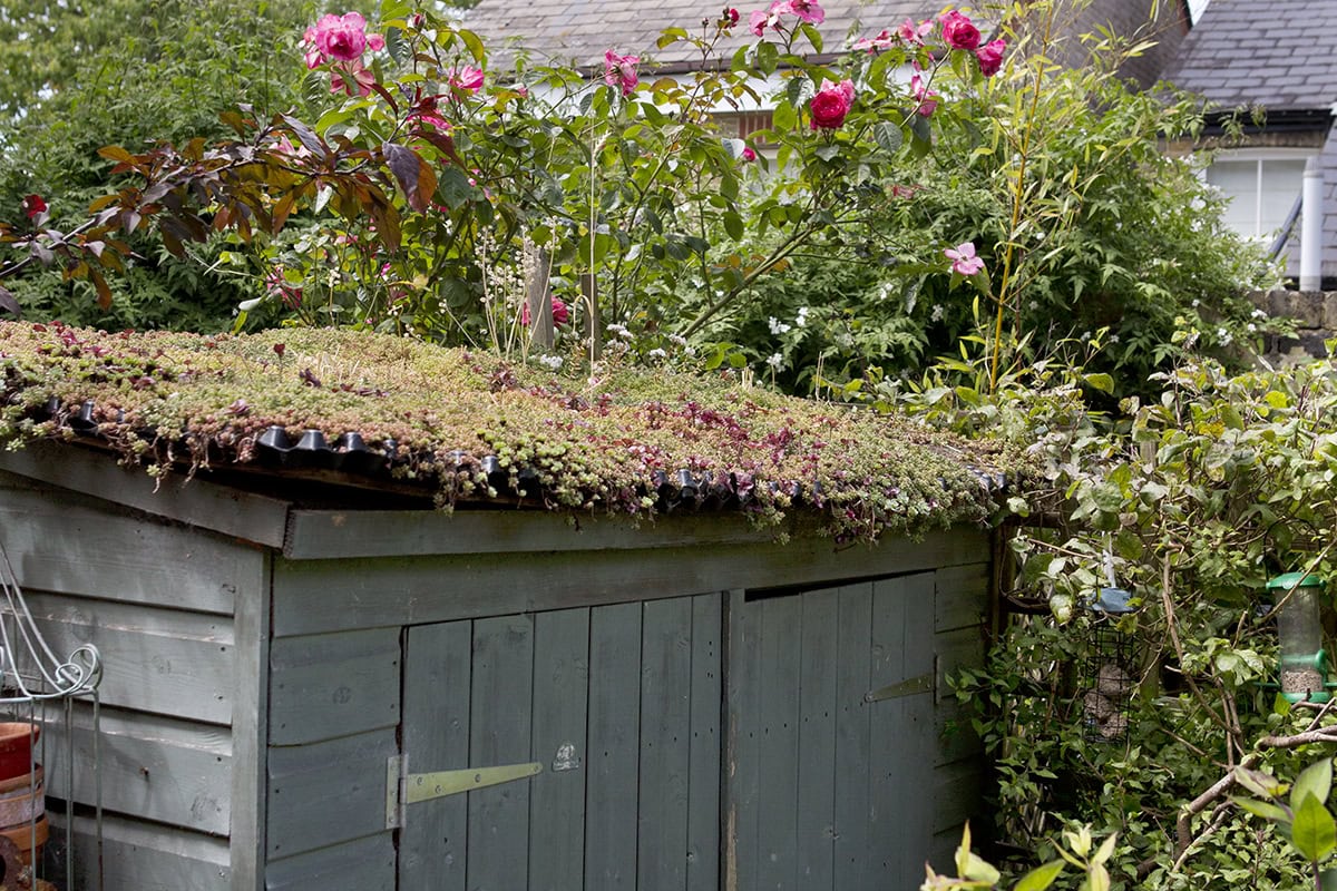 Een groendak op een tuinhuis.