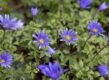 voorjaarsanemonen: oosterse anemonen