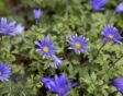 voorjaarsanemonen: oosterse anemonen