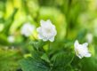 Anemone nemorosa Vestal