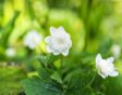 Anemone nemorosa Vestal