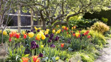 bloembollen planten in border