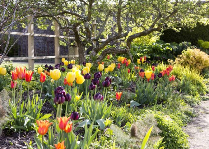 bloembollen planten in border