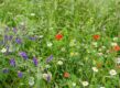 bloemenweide aanleggen