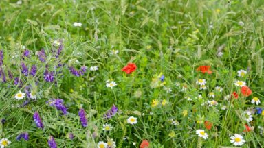 bloemenweide aanleggen