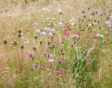 bloemenweide aanleggen bloemen