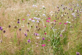 bloemenweide aanleggen bloemen