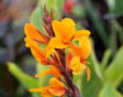 de tuin in maar week 11: canna planten