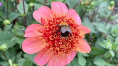 Dahlia Totally Tangerine