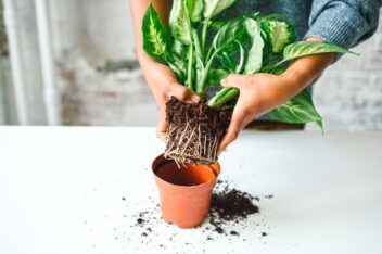kamerplanten verpotten