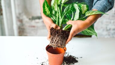kamerplanten verpotten