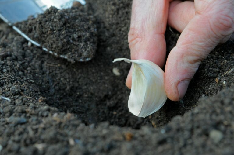 Groenten opnieuw laten groeien doe je zó Gardeners World