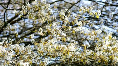krentenboompje amelanchier maart