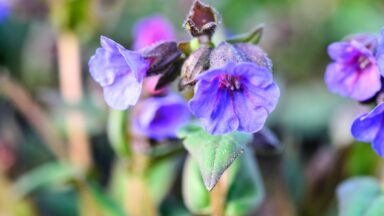 longkruid schaduw vaste planten