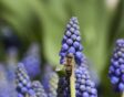 Tuin ideeen klein budget; blauwe druifjes, muscari