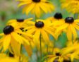 planten volle zon rudbeckia goldsturm