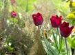 tulpen bloembollen