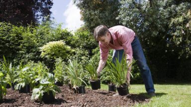 vaste planten aanplanten