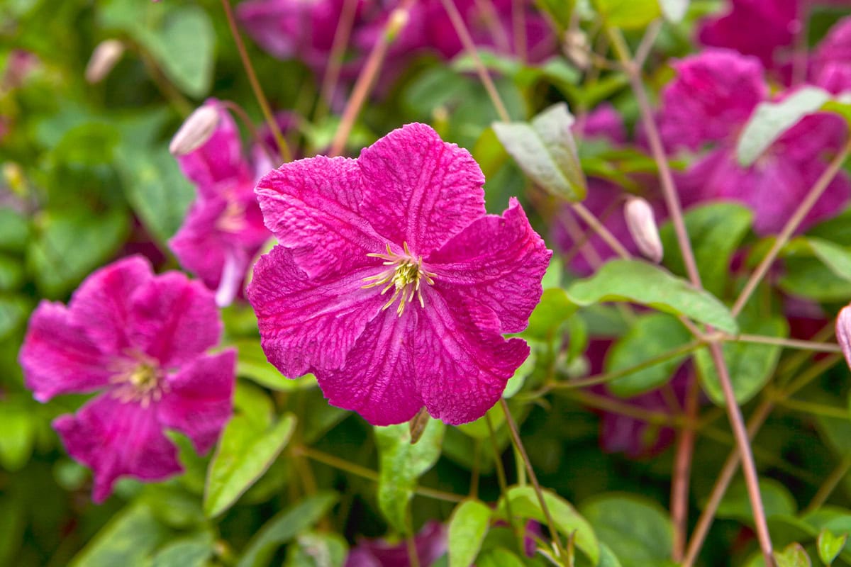 Close-up van de bloemen van Clematis viticella 'Abundance'.