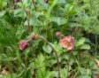Knikkend nagelkruid - Geum rivale