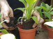 Twee handen potten kleine planten op in plastic potjes met turfvrije potgrond.