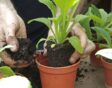 Twee handen potten kleine planten op in plastic potjes met turfvrije potgrond.