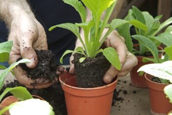 Twee handen potten kleine planten op in plastic potjes met turfvrije potgrond.