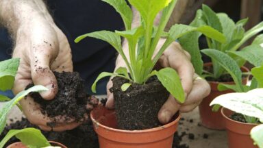 Twee handen potten kleine planten op in plastic potjes met turfvrije potgrond.