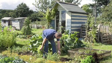 Een man werkt in de moestuin, waar wisselteelt wordt toegepast.