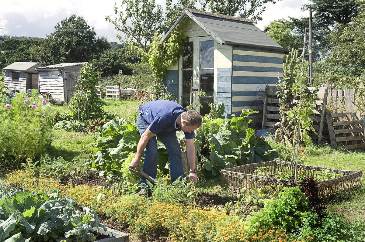 Een man werkt in de moestuin, waar wisselteelt wordt toegepast.
