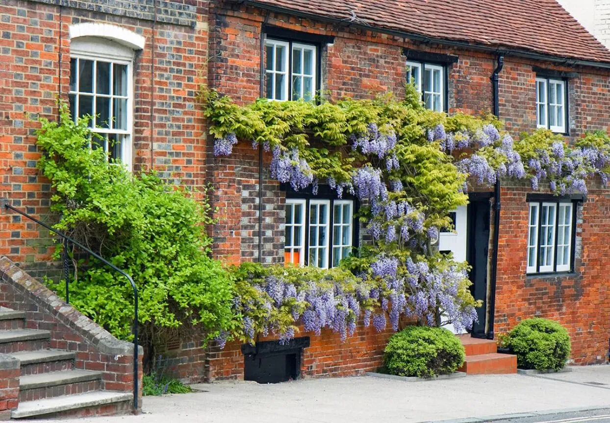 Wisteria-blauweregen-op-huis-Public-Domain-stockfoto-Karen-Arnold-1244x864-c-default.webp