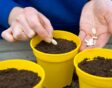 de tuin in april week 17: courgette zaaien
