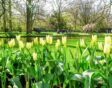 keukenhof lichtgele tulpen