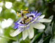 de tuin in mei week 18: passiflora