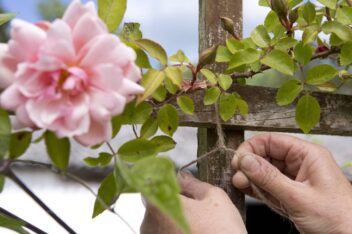 ramblers en klimrozen