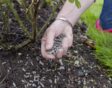 de tuin in april week 16: rozen bemesten