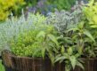 Verschillende groene kruiden in een pot