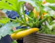 Gele courgette groeit in een moestuinbak.