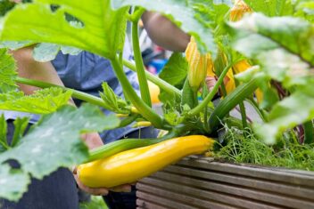 Gele courgette groeit in een moestuinbak.