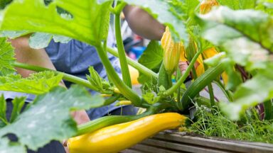 Gele courgette groeit in een moestuinbak.