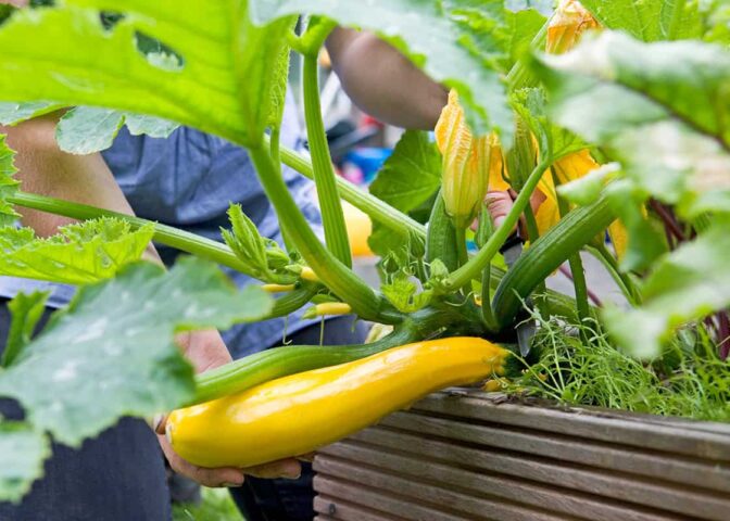 Gele courgette groeit in een moestuinbak.