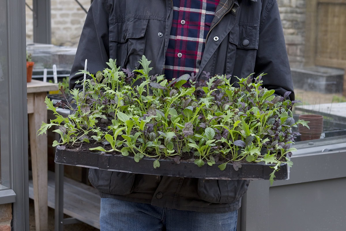 Man draagt een tray met slaplantjes naar buiten.