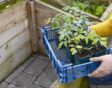Vrouw draagt een krat met tomatenplanten naar buiten.