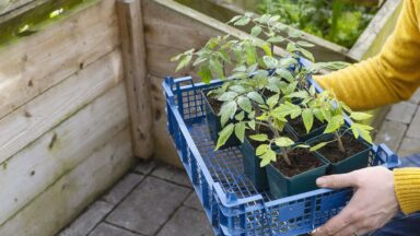 Vrouw draagt een krat met tomatenplanten naar buiten.