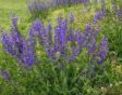 Veldsalie - Salvia pratensis - inheems