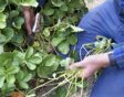 aardbeien uitlopers afknippen