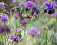 Chelsea Flower Show 2022