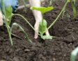 courgette uitplanten