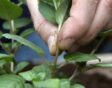 de tuin in juni week 23: fuchsia toppen