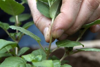 de tuin in juni week 23: fuchsia toppen